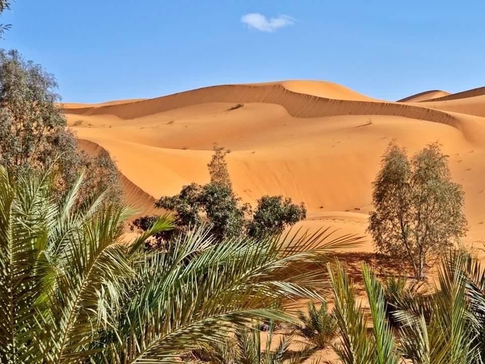 Golden dunes and palm trees